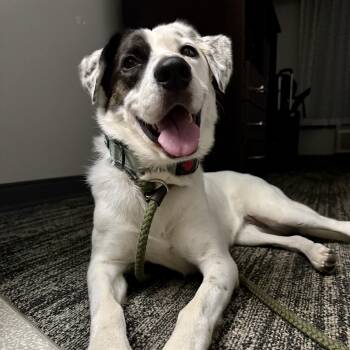 Mia -  Australian Shepherd Dog for Adoption in Huntington, New York - Mia | PetCurious