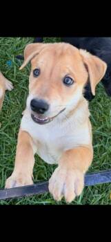 Alpine Russet -  Mixed Breed Dog for Adoption in Yorkville, Illinois - Alpine Russet | PetCurious