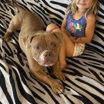 Cinnamon D70351 -  Pit Bull Terrier Dog for Adoption in Minnetonka, Minnesota - Cinnamon D70351 | PetCurious