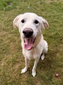 Jovi -  Great Pyrenees Dog for Adoption in Hudson, Massachusetts - Jovi | PetCurious