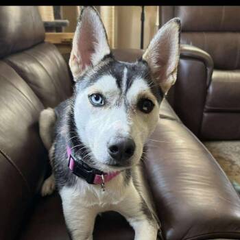 Rescue Siberian Husky Dogs for Adoption in Blacksburg, Virginia - Shelby | PetCurious