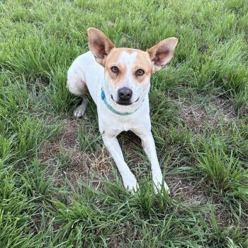 Cattle Dog and Basenji Dogs Available for Adoption in San Diego, California - Ariel | PetCurious