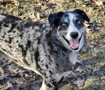 Australian Shepherd Dogs Available for Adoption - 1020 Ronin | PetCurious