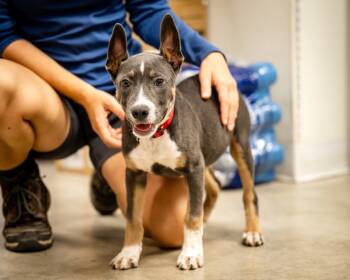 Rescue Pit Bull Terrier Dogs for Adoption in Twentynine Palms, California - Lycan | PetCurious