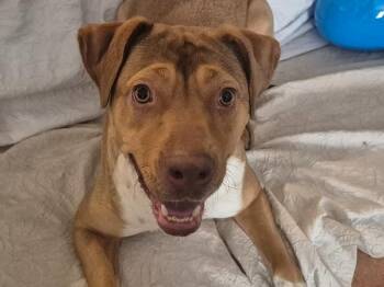 CANELITA -  Hound and Shepherd Dog for Adoption in Richmond, Texas - CANELITA | PetCurious