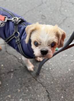 Lhasa Apso Dogs Available for Adoption in Sonora, California - Happy | PetCurious