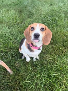 June -  Beagle Dog for Adoption in Marion, Ohio - June | PetCurious