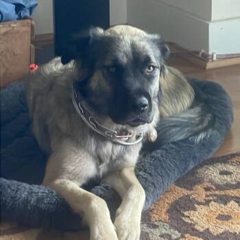 Mixed Breed Dogs Available for Adoption in Farmingdale, New Jersey - Phoebe | PetCurious