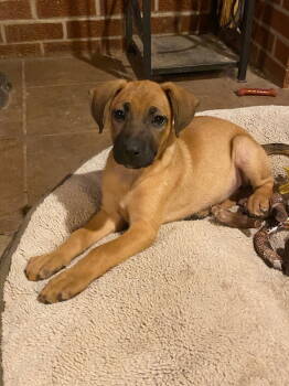 Rescue Boxer and Shepherd Dogs for Adoption in Kansas City, Missouri - Cleo | PetCurious