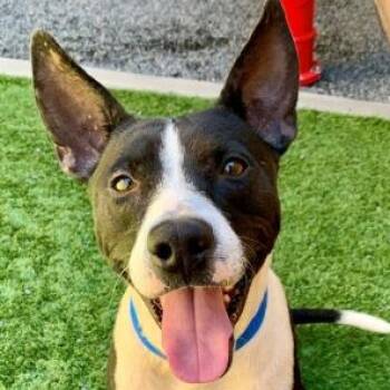 SAVE ME PLEASE CLIFF - IDA554160 -  Pit Bull Terrier Dog for Adoption in San Marcos, California - SAVE ME PLEASE CLIFF - IDA554160 | PetCurious