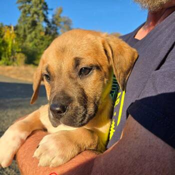 Torban -  Mixed Breed Dog for Adoption in Oakville, Washington - Torban | PetCurious