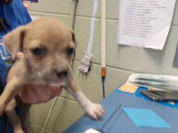 CINNAMON TOAST CRUNCH -  Pit Bull Terrier and Mixed Breed Dog for Adoption in Tulsa, Oklahoma - CINNAMON TOAST CRUNCH | PetCurious
