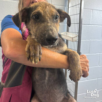 Rescue Flat Coated Retriever and Shepherd Dogs for Adoption in Washington, District Of Columbia - Kane | PetCurious