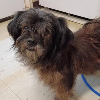 Enzo -  Shih Tzu and Mixed Breed Dog for Adoption in Denison, Texas - Enzo | PetCurious