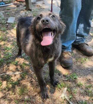 Shepherd Dogs Available for Adoption in Silsbee, Texas - Atlas | PetCurious