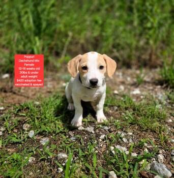 Poppuri -  Dachshund Dog Available for Adoption in Oviedo, Florida - Poppuri | PetCurious