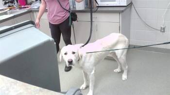 ACE -  Great Pyrenees and Labrador Retriever Dog for Adoption in Omaha, Nebraska - ACE | PetCurious