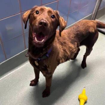 Marceline -  Labrador Retriever and Mixed Breed Dog for Adoption in Richmond, Virginia - Marceline | PetCurious