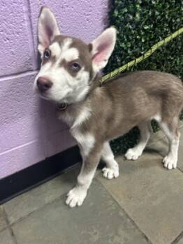 Rescue Husky and Mixed Breed Dogs for Adoption in El Paso, Texas - 59836152 | PetCurious