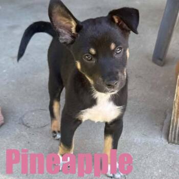 Pineapple -  Terrier and Mixed Breed Dog for Adoption in Ellicott City, Maryland - Pineapple | PetCurious