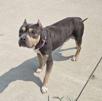 Dax -  American Bully Dog for Adoption in Bucyrus, Ohio - Dax | PetCurious