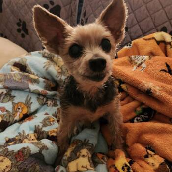 Harry -  Yorkshire Terrier Dog for Adoption in Whitewater, Wisconsin - Harry | PetCurious