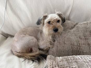 Shih Tzu and Pomapoo Dogs Available for Adoption in Lakeport, California - Dumpling | PetCurious