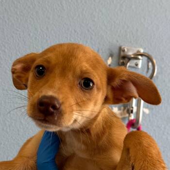Latte -  Mixed Breed Dog Available for Adoption in Las Cruces, New Mexico - Latte | PetCurious