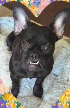 French Bulldog Dogs Available for Adoption in North Olmsted, Ohio - Rey | PetCurious