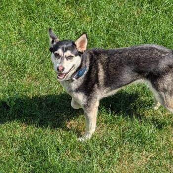 Kaya -  Mixed Breed Dog for Adoption in Buffalo, Minnesota - Kaya | PetCurious