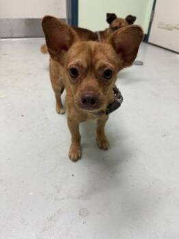 Gee -  Mixed Breed Dog for Adoption in Savannah, Georgia - Gee | PetCurious
