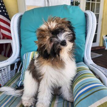 Rescue Shih Poo Dogs for Adoption in Deerfield Beach, Florida - Hershey | PetCurious