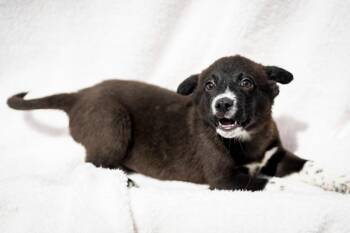 Australian Cattle Dog Blue Heeler Dogs Available for Adoption in Fort Lupton, Colorado - Khumbu | PetCurious