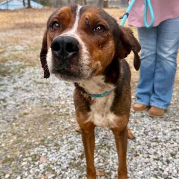 Mixed Breed Dogs Available for Adoption - SaraBell | PetCurious