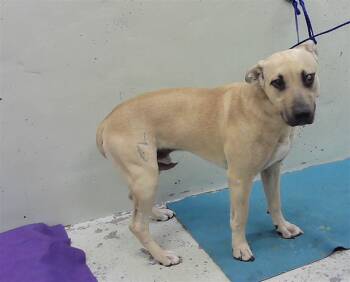 German Shepherd Dog and Mixed Breed Dogs Available for Adoption in Houston, Texas - ACE | PetCurious