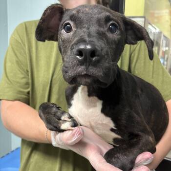 Aladdin -  Pit Bull Terrier Dog for Adoption in Columbia, Missouri - Aladdin | PetCurious