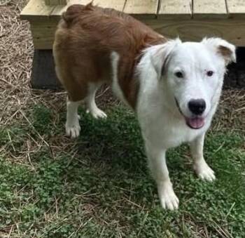 Australian Shepherd Dogs Available for Adoption in Ontario, California - Piper #5215 | PetCurious