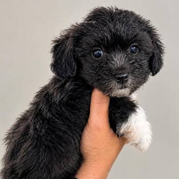 Chocolate Chip -  Mixed Breed Dog for Adoption in Wappingers Falls, New York - Chocolate Chip | PetCurious