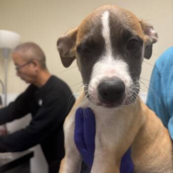 Griffin -  Pit Bull Terrier and Mixed Breed Dog for Adoption in Tulsa, Oklahoma - Griffin | PetCurious