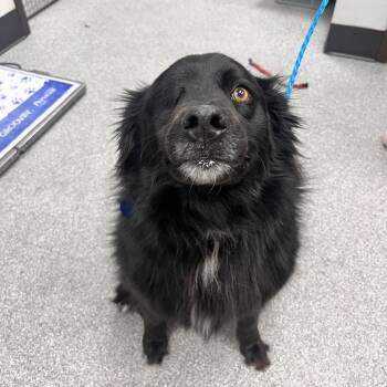 Australian Shepherd and Mixed Breed Dogs Available for Adoption in Durango, Colorado - Birdie | PetCurious