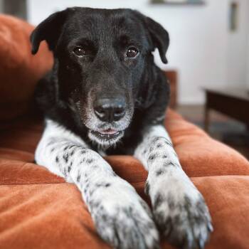 Remi -  Newfoundland Dog and Great Pyrenees Dog for Adoption in Austin, Texas - Remi | PetCurious