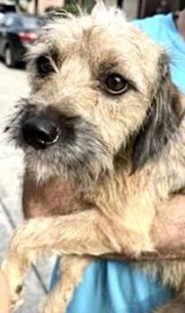 Schnauzer Dogs Available for Adoption in Houston, Texas - A655077 | PetCurious