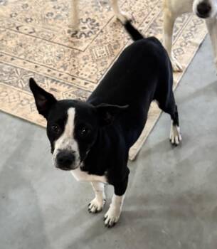 B.D. Bubs -  Chihuahua Dog Available for Adoption in The Woodlands, Texas - B.D. Bubs | PetCurious