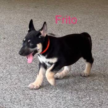 FRITO -  Shepherd Dog for Adoption in West Palm Beach, Florida - FRITO | PetCurious