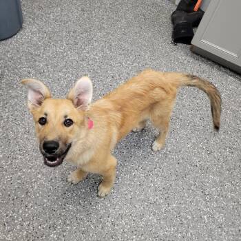 Shepherd and Mixed Breed Dogs Available for Adoption in Parkersburg, West Virginia - Marion | PetCurious