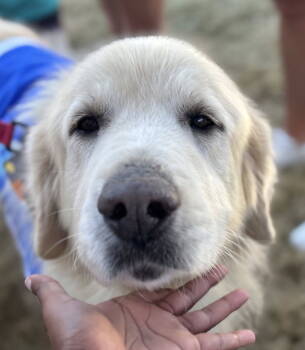 Rescue Great Pyrenees Dogs for Adoption in Garland, Texas - Jamie | PetCurious