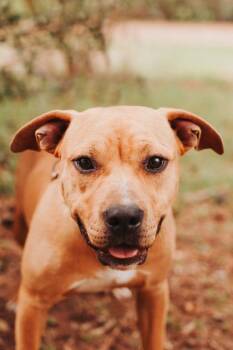 American Staffordshire Terrier and Mixed Breed Dogs Available for Adoption - 91155A  Hermione | PetCurious