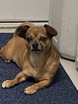Puggle Dogs Available for Adoption in Hartford, Kentucky - Siri | PetCurious