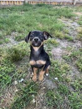Posy -  Mixed Breed Dog for Adoption in Milton, Delaware - Posy | PetCurious