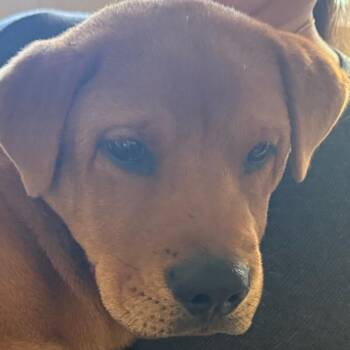 Paul -  Mixed Breed Dog for Adoption in Winston-salem, North Carolina - Paul | PetCurious
